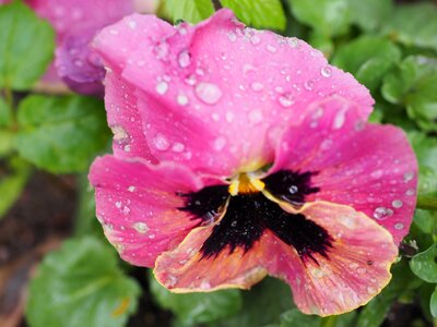 Plant bloom pansy