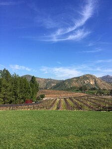 Vine drink winery