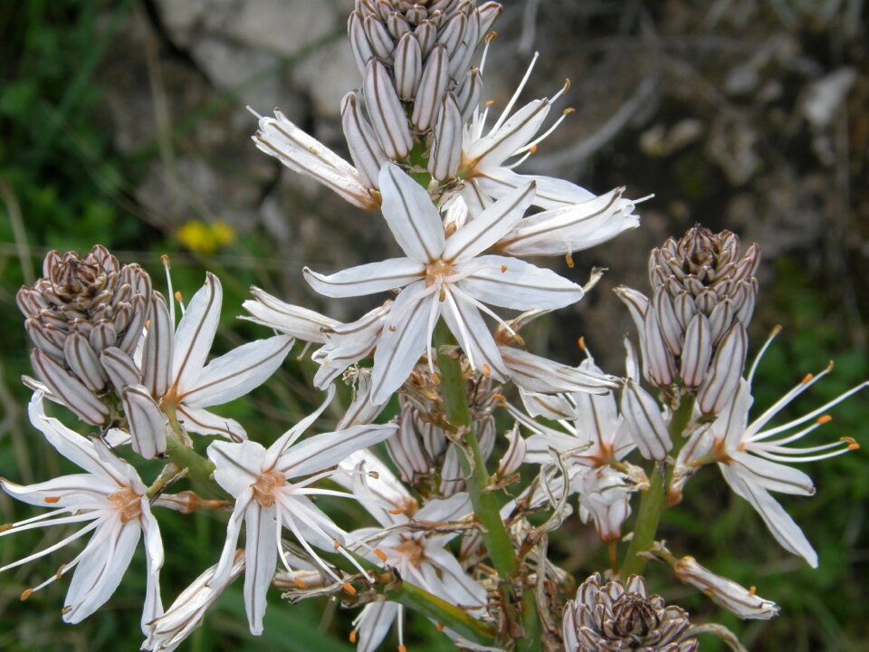 White flower nature vegitation