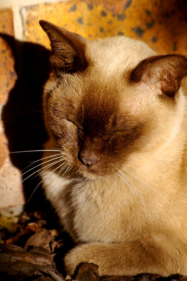 Snooze sunshine warm