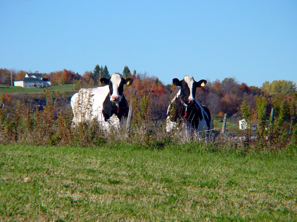 Pasture agriculture dairy