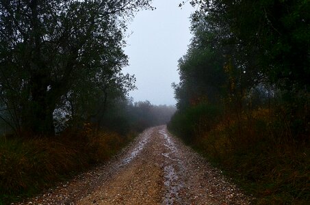 Tuscany trees trail