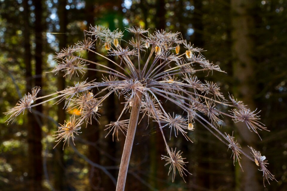 Umbel white geissfuss