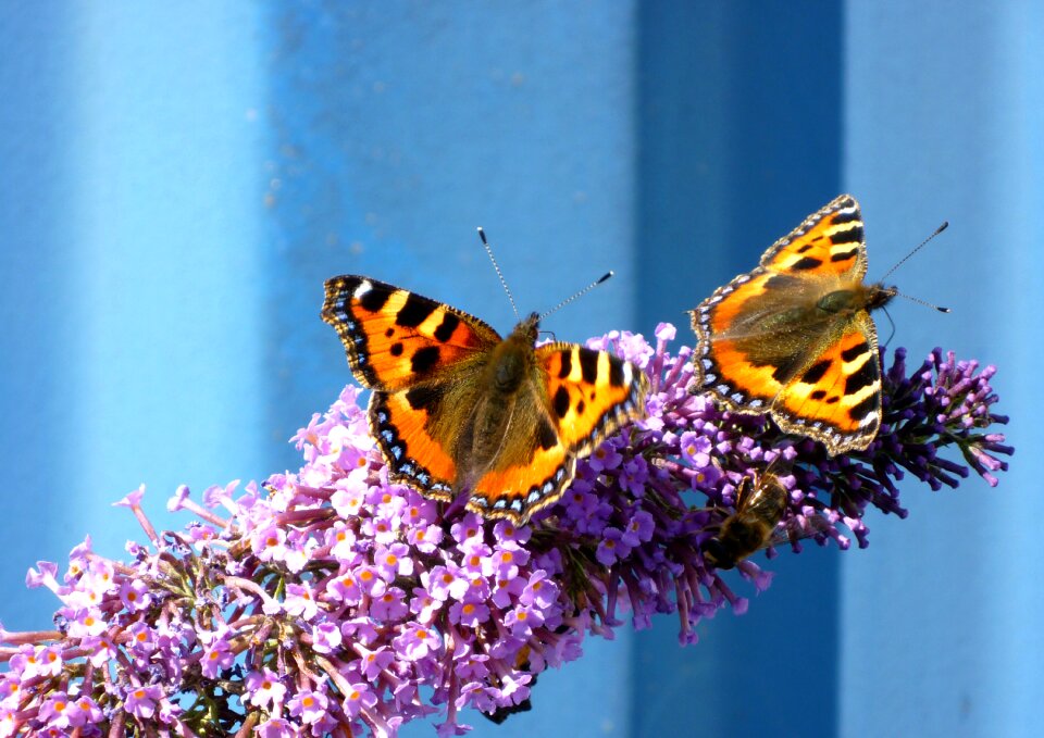 Buddleia summer purple