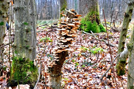Tinder fungus nature billet