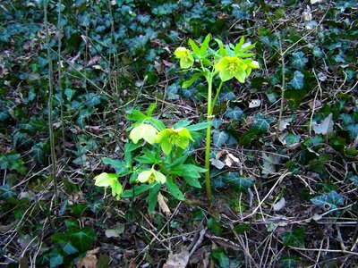 Hellebore spring herald nature