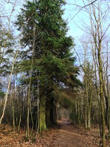 Green beech wood moss