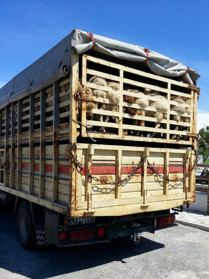 Sheep animal animal welfare