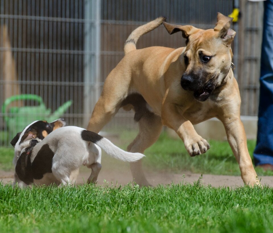 Puppies young dogs jack russel terrier