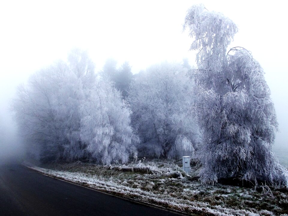 Forest road branches