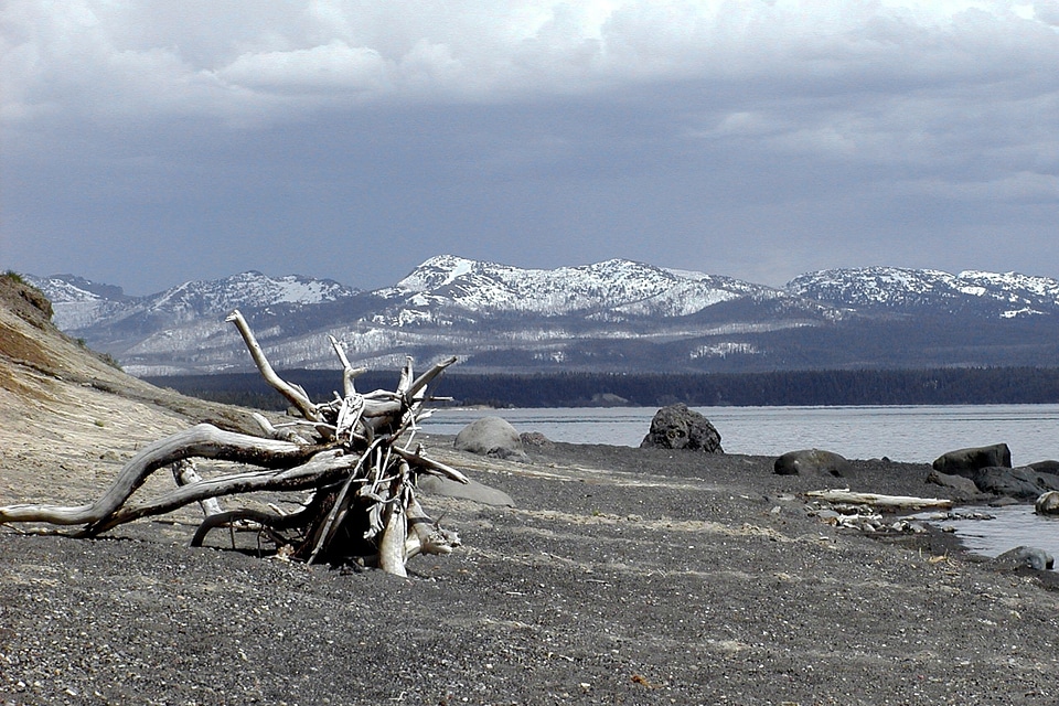 Roots nature landscape