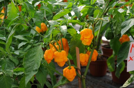 Chilli peppers marco serra photo