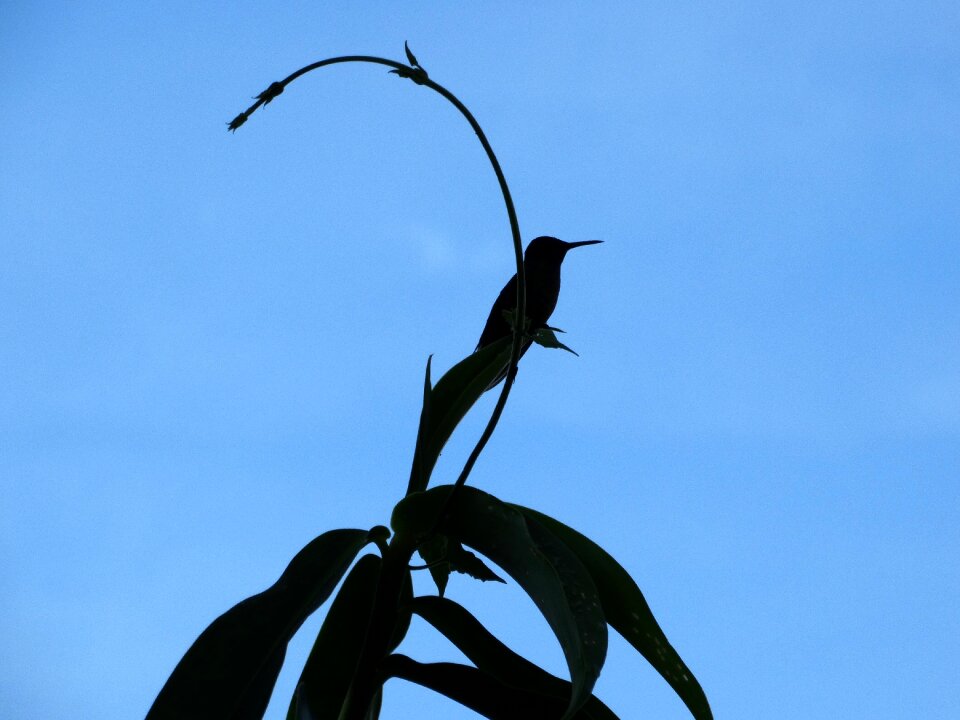 Flower nature green