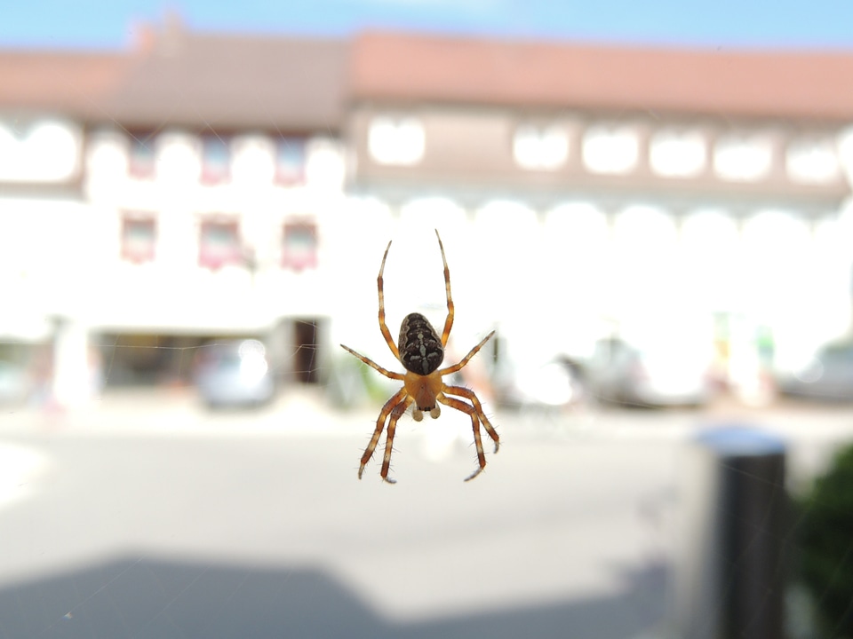 Animal close up web