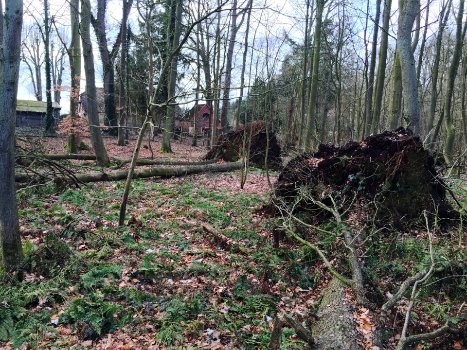 Green beech wood moss