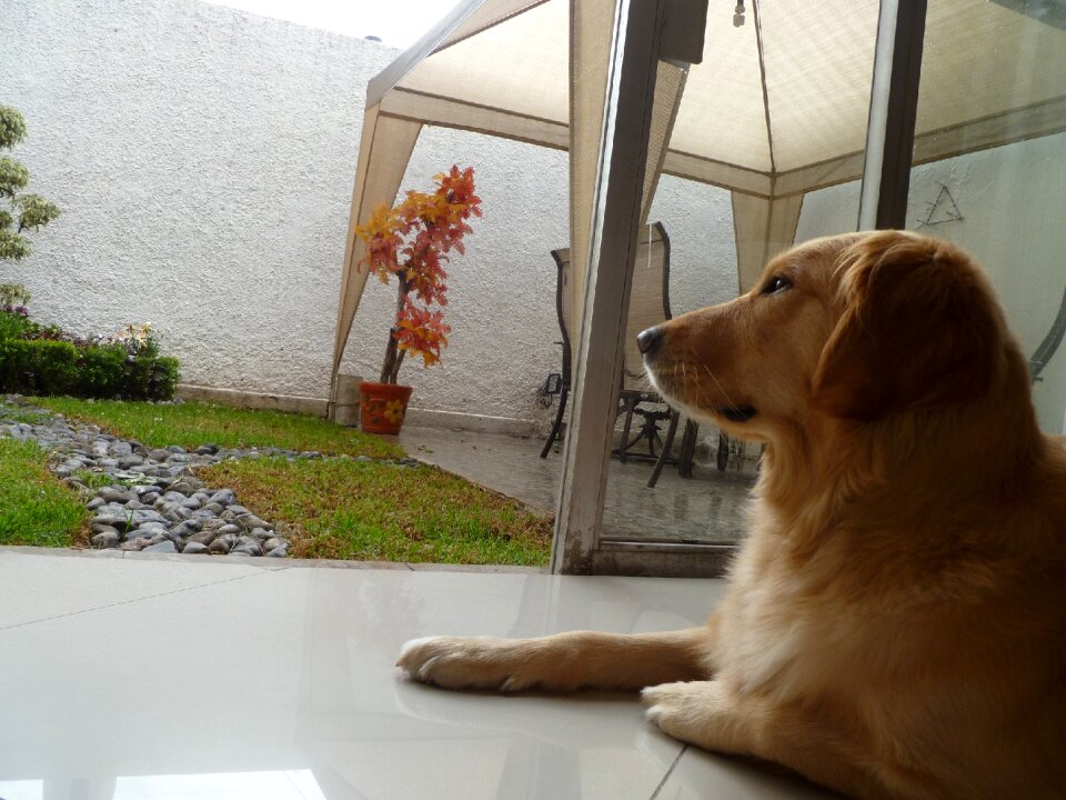 Pet golden retriever dog