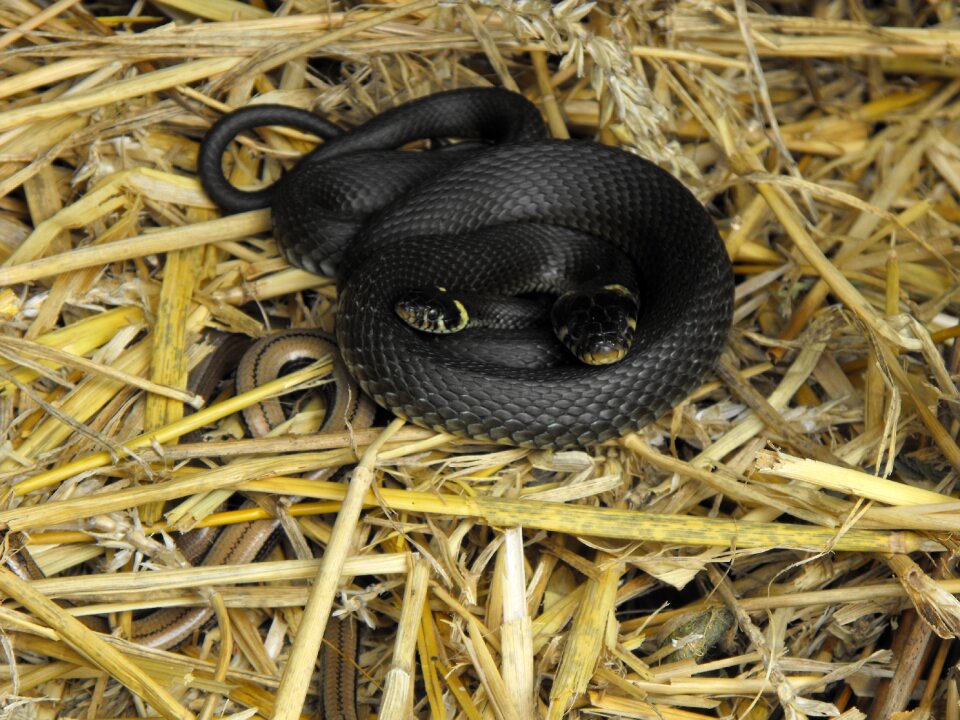 Grass snake slow worm compost