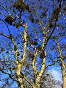 Green beech wood moss