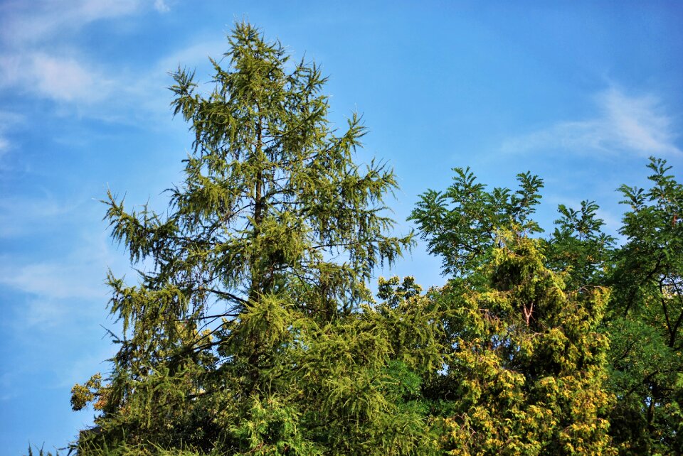 Coniferous green nature