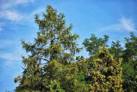 Coniferous green nature
