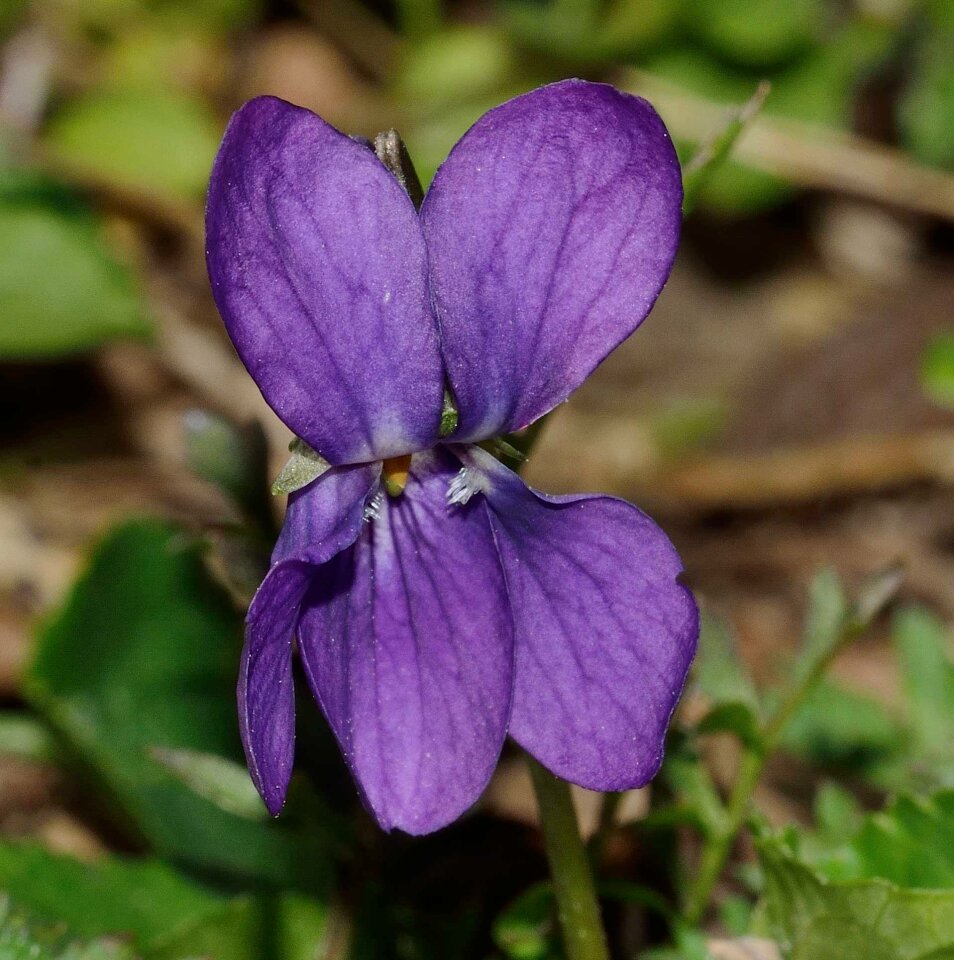 Flower violet spring