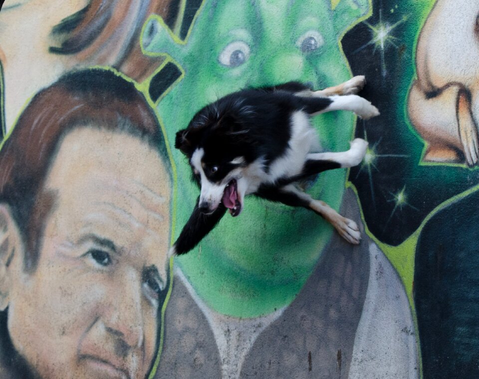 Dog trick dog show trick city