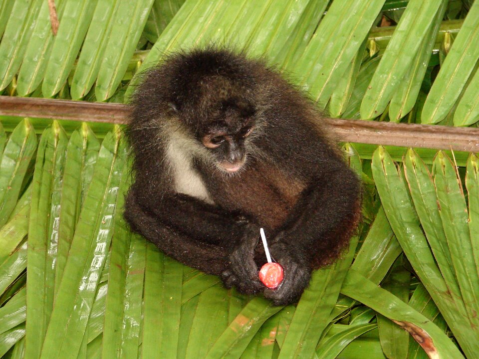 Candy funny primate
