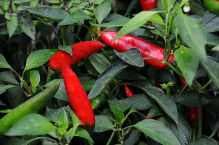 Chili pepper plantation serra