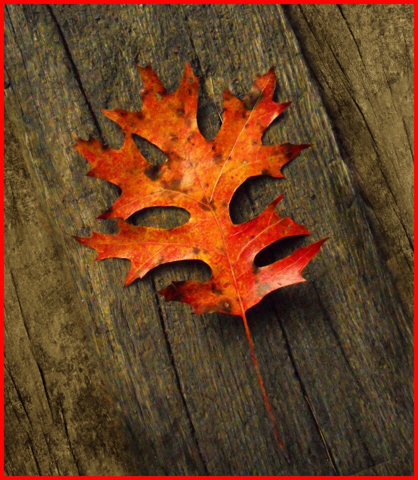 Foliage nature fall