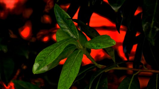 Evergreen nature spring