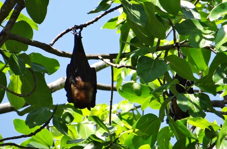 Mammal hang hanging photo