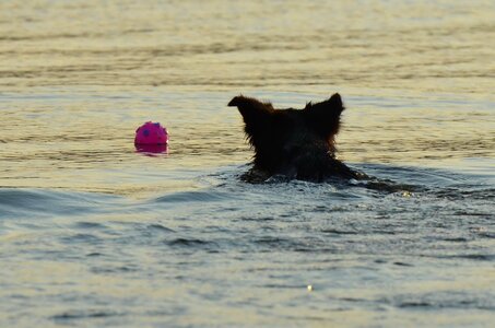 Fetch ball refreshment water photo