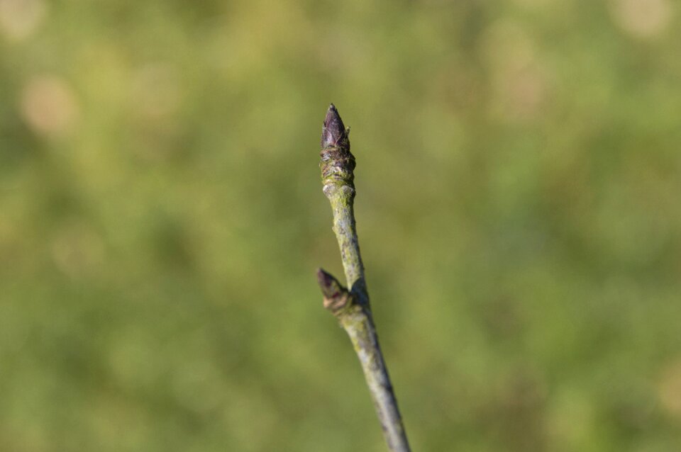 Plant nature spring