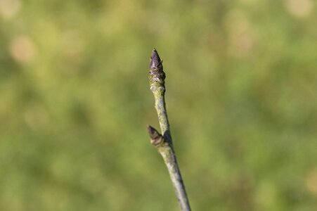 Plant nature spring