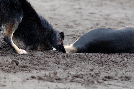 Raging dogs playful great