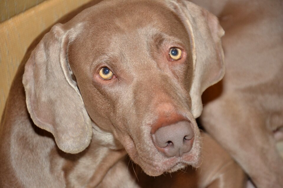 Pet dog wemairaner