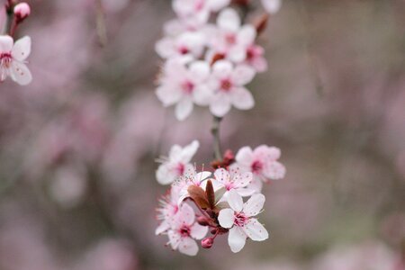 Bloom tree red