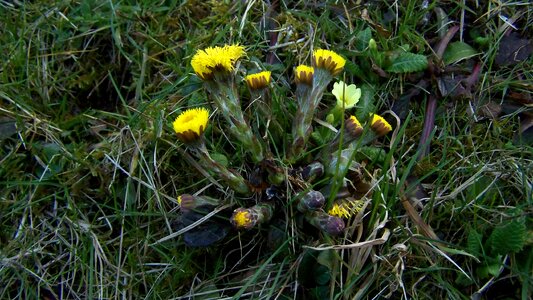Spring heralds yellow nature