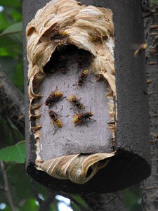 Hornissennest nesting box insect photo
