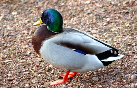Feathers animals wild