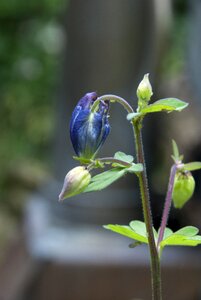 City garden germinate young