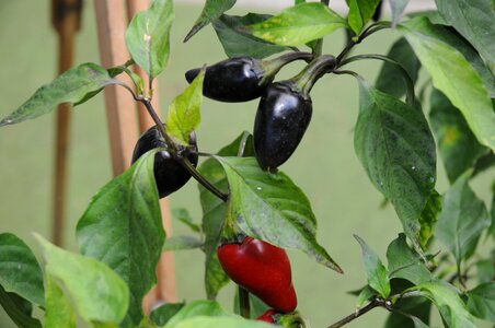 Chili pepper loco serra