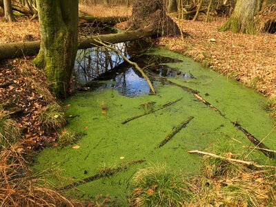 Green beech wood moss