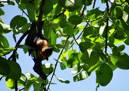 Mammal hang hanging photo