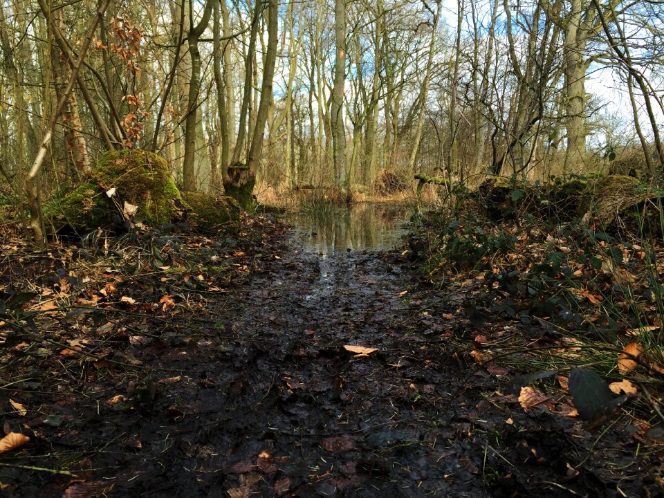 Green beech wood moss