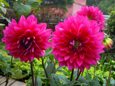 Dahlia red Free photos