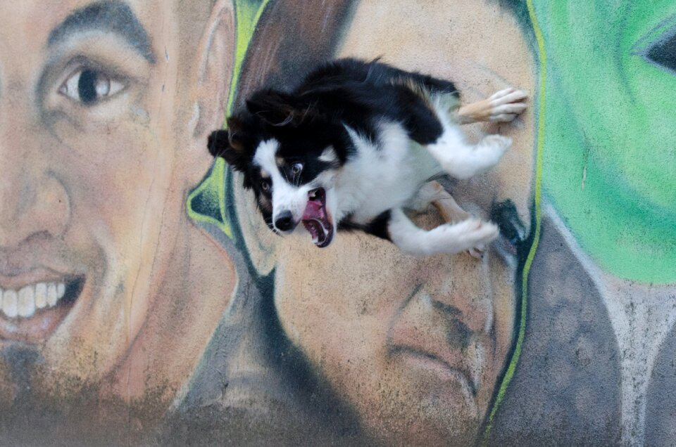 Dog trick dog show trick city