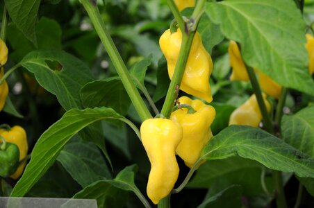 Habanero vanilla plant serra