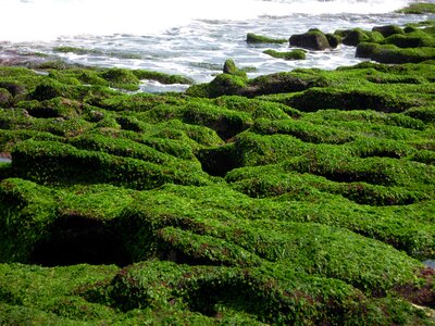 Sea groove sea weed spring