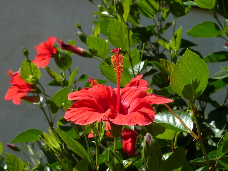Flower red hibiscus
